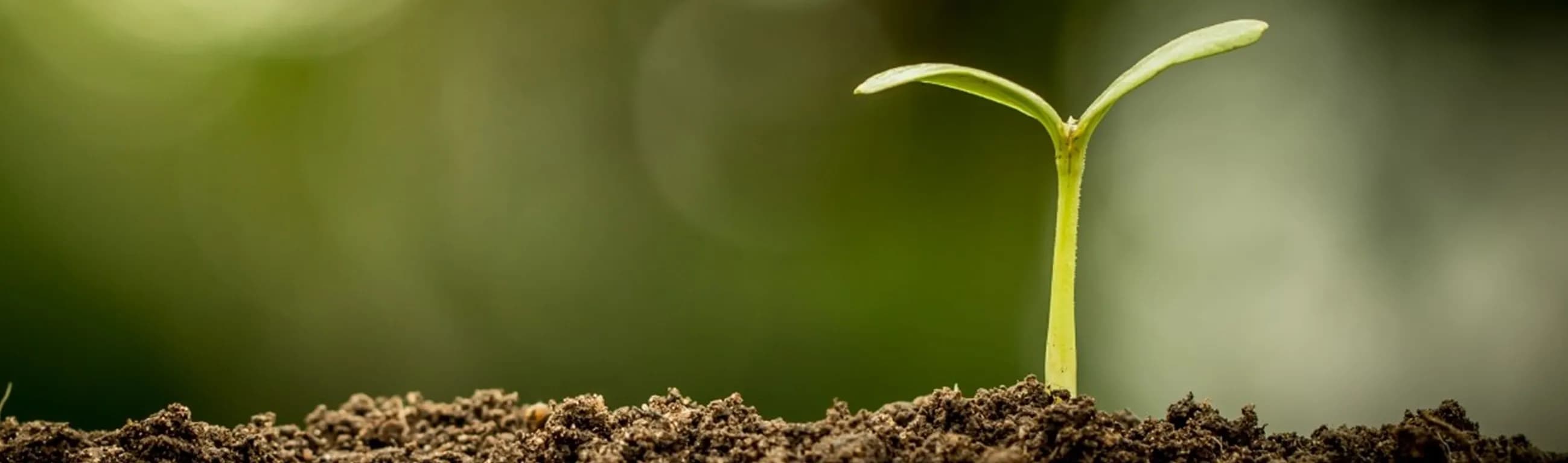 Costa Rica, fertile soil for the IT industry